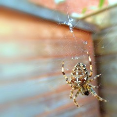 Close Up of Common Garden Spider