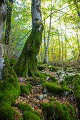 Beech woods