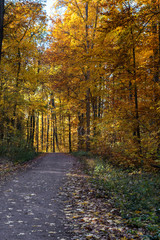 Obraz premium in the autumn forest