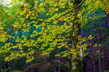 Beech woods