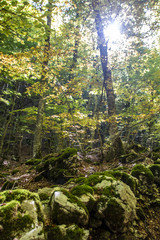 Fototapeta premium Beech woods