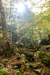 Obraz premium Beech woods