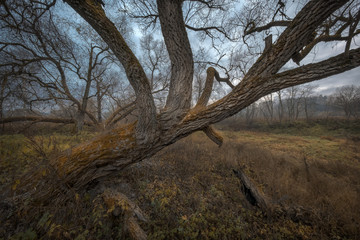 Fototapeta premium Old trees of Istra River