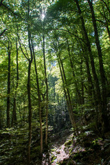 Fototapeta na wymiar woods in Abruzzo national park, italy