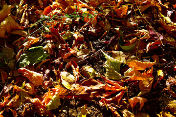 autumn leaves background