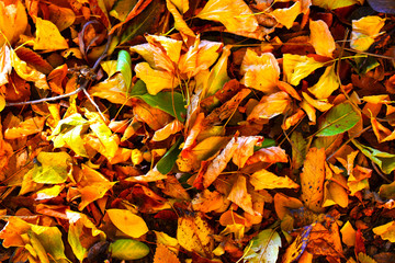 autumn leaves background