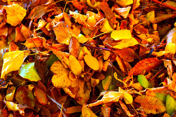 autumn leaves on ground