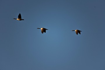 birds in flight