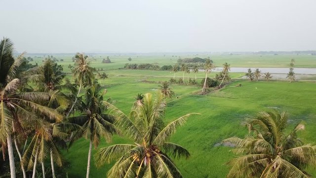 Rural area of paddy field at Kedah Darul Aman.