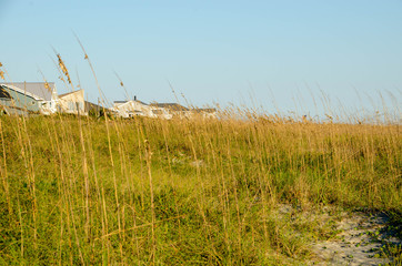 Beach dunes at the ocean. Dune grass is the foreground.