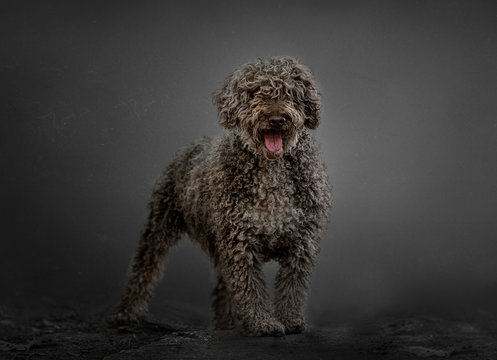 Brown Spanish water spaniel in a grey background