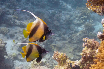 Red Sea Bannerfish (Heniochus intermedius)