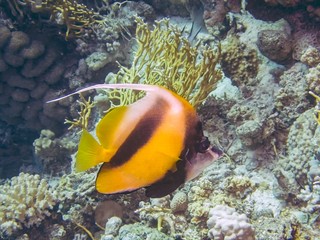Red Sea Bannerfish (Heniochus intermedius)