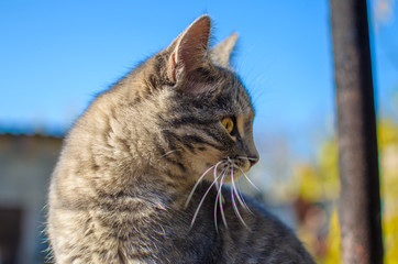 Gray kitten on a blue sky background