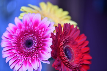 the flowers