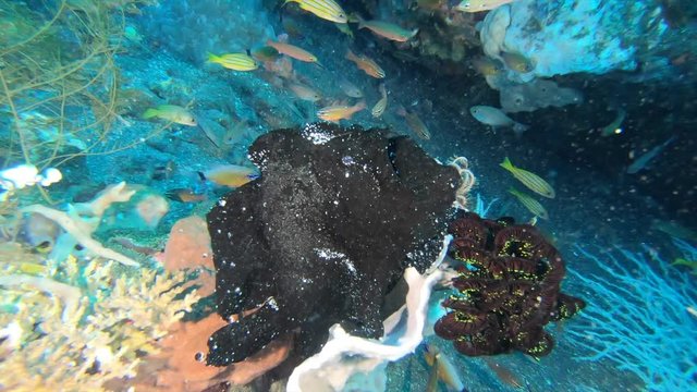 A large black frogfish rests motionless on a tropical reef waiting for small fish to swim by which he will swiftly ambush and eat.