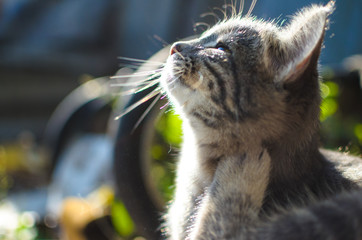 Gray kitten in the village and in the rays of the sun itches