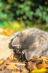 Kitten in the sunshine view of the gray top of the kitten
