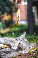 Gray tabby kitten is played with autumn falling leaf, vertical photo