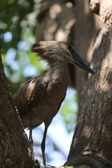 Fototapeta premium aves varias 