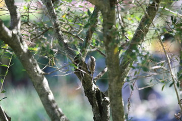aves varias 