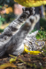 Gray tabby kitten is funny played with an autumn leaf, vertical photo