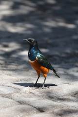 aves varias 