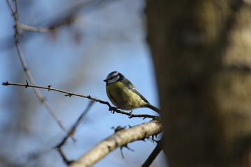 aves varias 