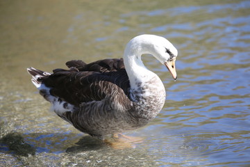 aves varias 