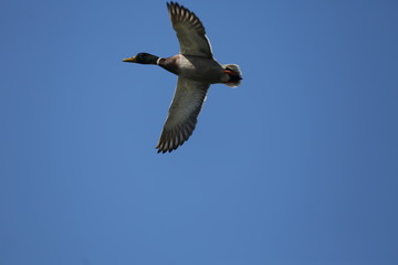 aves varias 