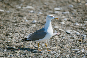 Seagull walks on the sea shore at evening time.