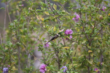 aves varias 