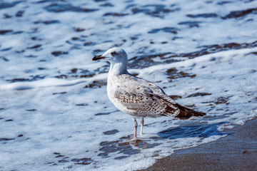 Seagull walks on the sea shore.