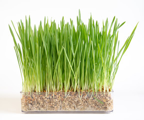 Plant wheat with roots on white background