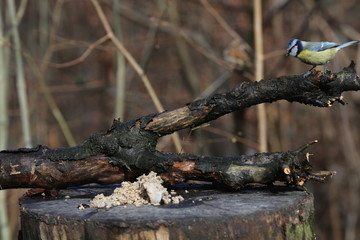 aves varias 
