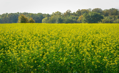 Fototapeta premium Bright yellow blooming rapeseed field. Beautiful yellow meadow. Landscape. 