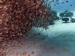 Pygmy Sweepers aka Glassfish (parapriacanthus ransonneti)