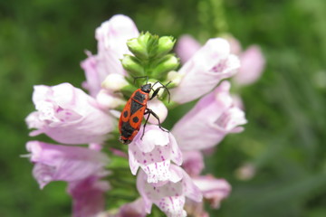 Macro picture of a red bug on the flower
