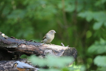 aves varias 