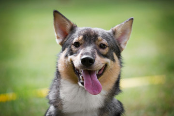 Swedish Vallhund portrait in the summer