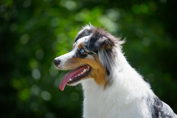 Portrait of adorable blue merle australian shepherd with different eyes