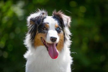 Fototapeta premium Portrait of adorable blue merle australian shepherd with different eyes