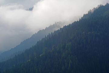 Wald mit Nebelstimmung im Gebirge