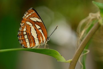 Common Sailor Butterfly, South Asian macro image of an insect.