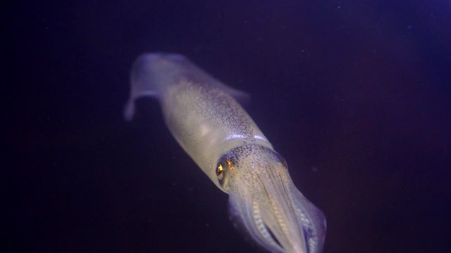 Close-up of squid swimming in the water. Squid or Sepioteuthis lessoniana in Thailand
