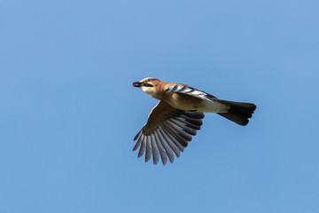 Eurasian jay (Garrulus glandarius) flying with food in the mouth