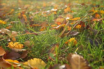 Herbstlaub auf einer grünen Wiese