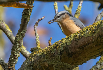Eurasian nuthatch (sitta europaea) with food