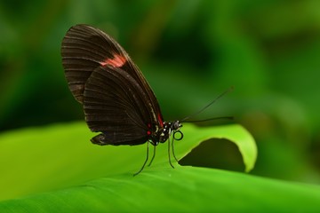 Fototapeta premium Postman Butterfly, Central America, macro image of an insect.