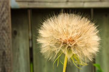 Dandelion gone to seed